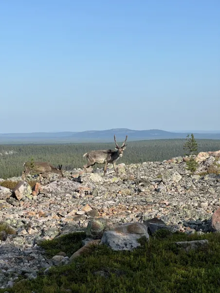 Affiche Laponie - Rencontre à Lampivaara (5)
