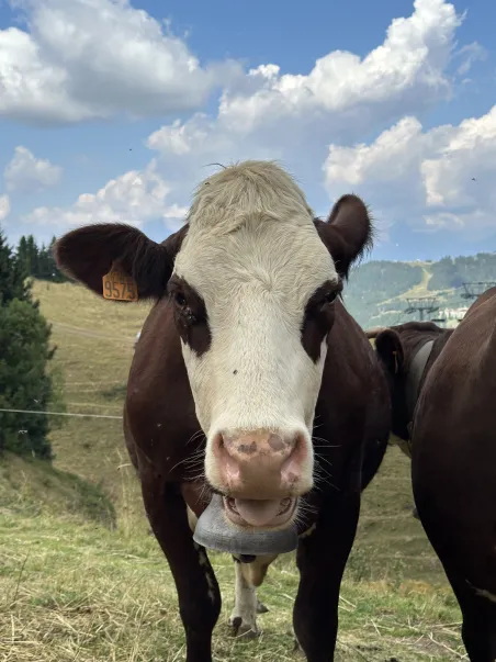 Affiche vache - Rencontre en Alpage (5)